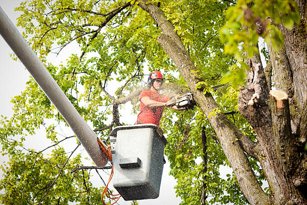 Large Tree Removal in Lebanon, OR